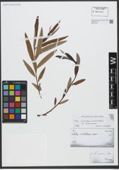 Foto von Salix triandra L. x Salix viminalis L.